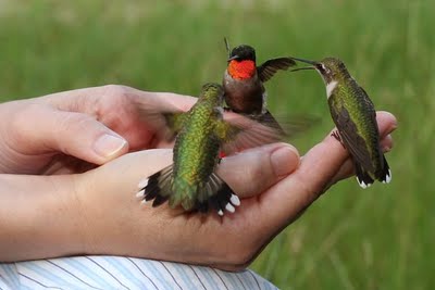 human_hummingbird_feeder_4.jpg